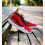 Nike Zoom KD12 University Red